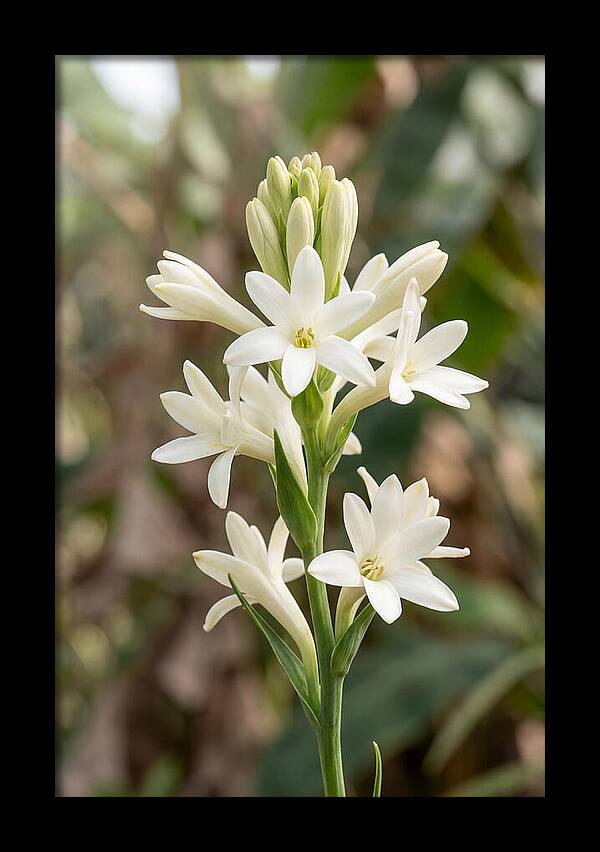 Tuberose Blooms In Full Glory
