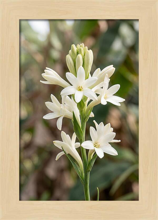 Tuberose Blooms In Full Glory
