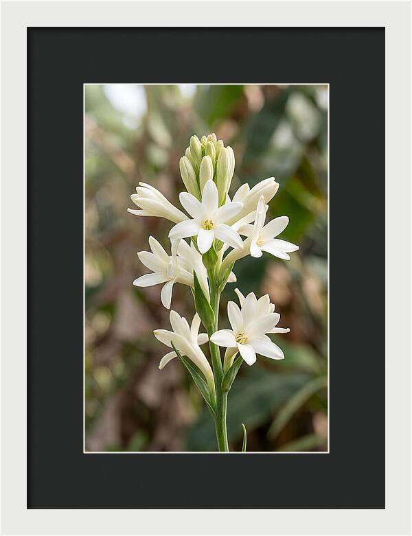 Tuberose Blooms In Full Glory