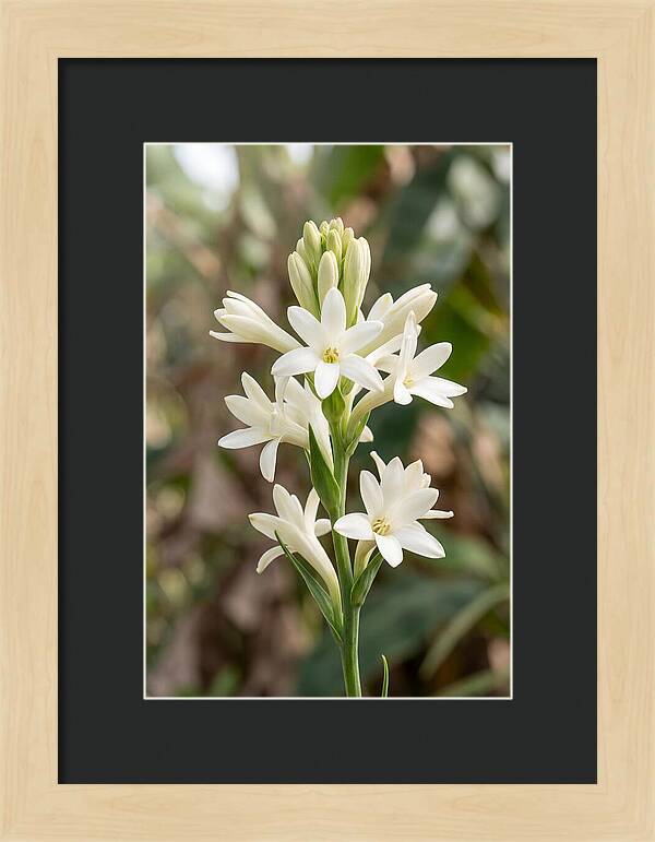 Tuberose Blooms In Full Glory