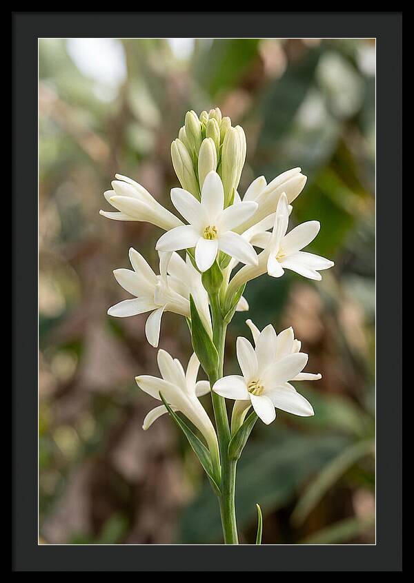 Tuberose Blooms In Full Glory
