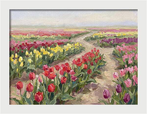 Tulip Field Tranquility