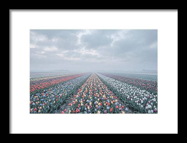 Tulip Fields In Bloom