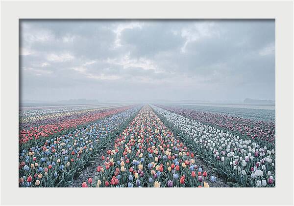 Tulip Fields In Bloom