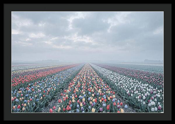 Tulip Fields In Bloom