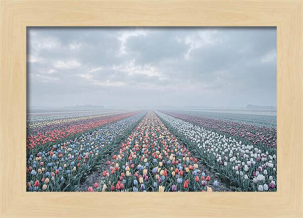 Tulip Fields In Bloom