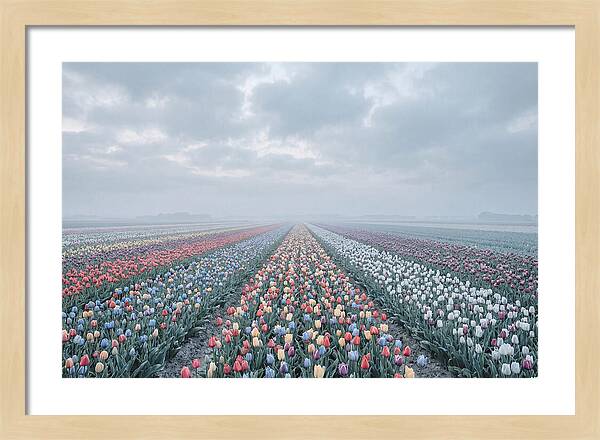 Tulip Fields In Bloom