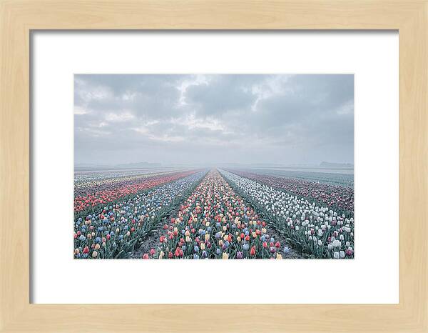 Tulip Fields In Bloom