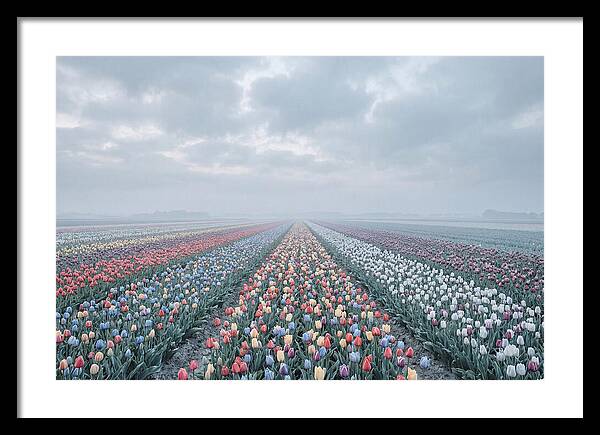 Tulip Fields In Bloom