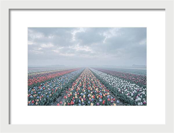 Tulip Fields In Bloom
