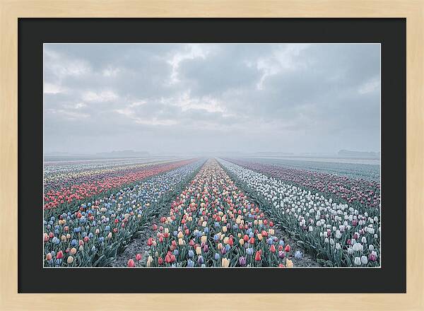 Tulip Fields In Bloom