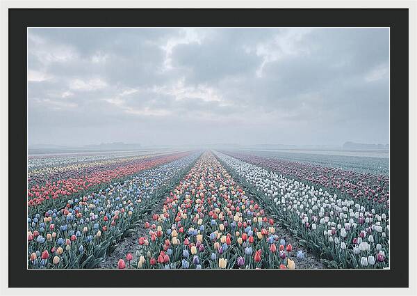Tulip Fields In Bloom