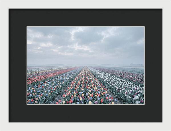 Tulip Fields In Bloom