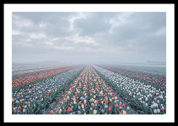 Tulip Fields In Bloom