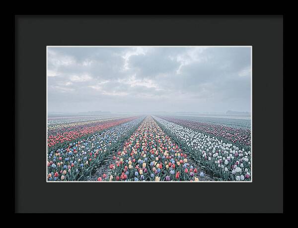 Tulip Fields In Bloom