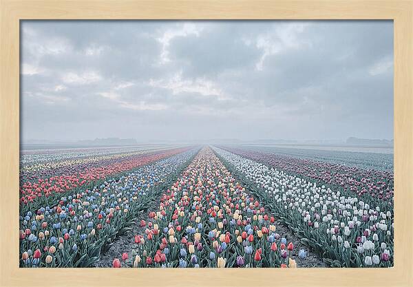 Tulip Fields In Bloom