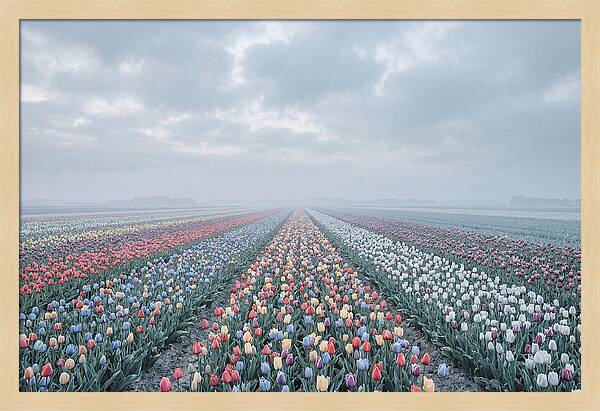 Tulip Fields In Bloom