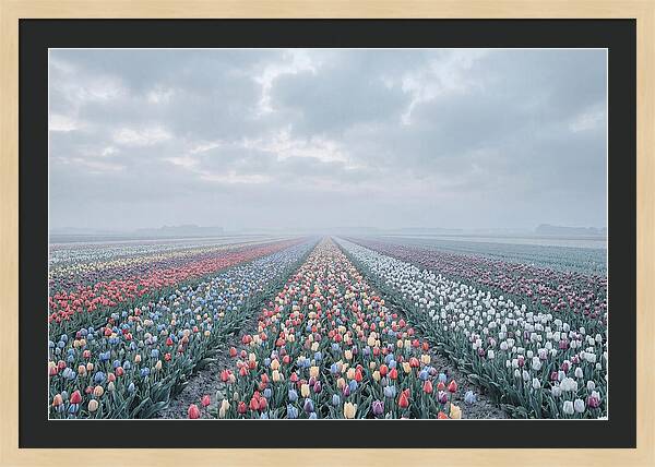 Tulip Fields In Bloom