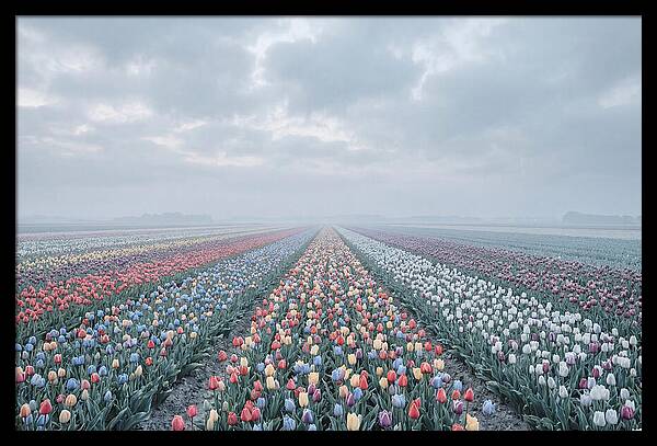 Tulip Fields In Bloom