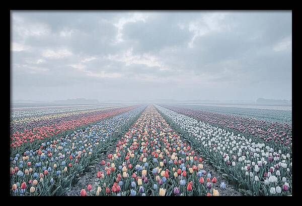 Tulip Fields In Bloom