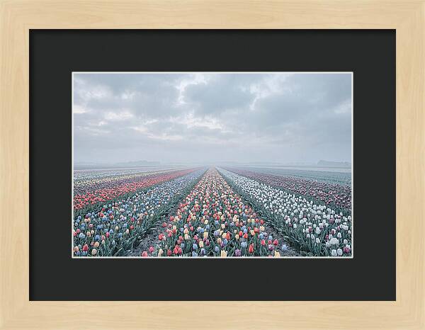 Tulip Fields In Bloom