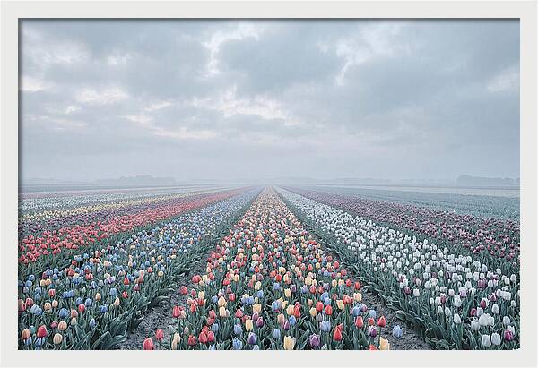 Tulip Fields In Bloom