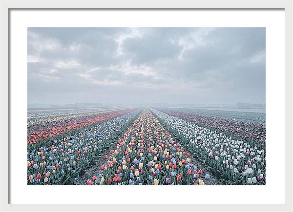 Tulip Fields In Bloom