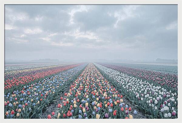 Tulip Fields In Bloom