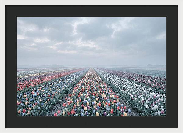 Tulip Fields In Bloom