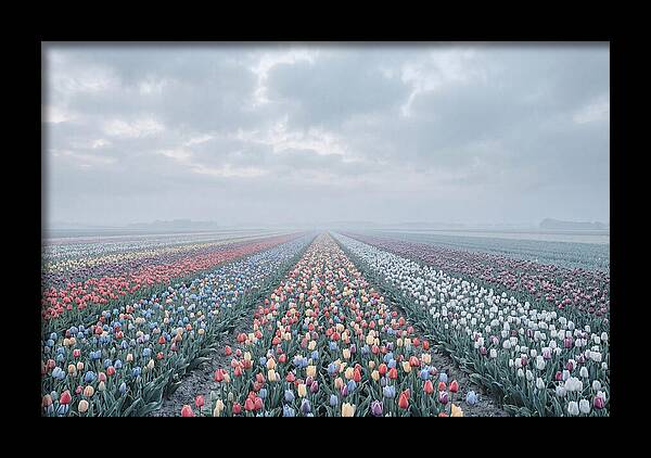 Tulip Fields In Bloom