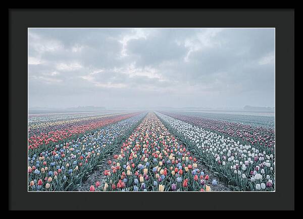 Tulip Fields In Bloom