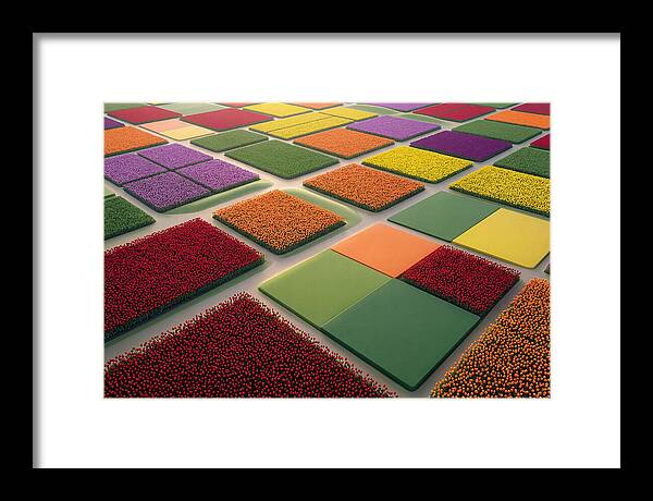 Tulip Fields In Geometric Color Blocks
