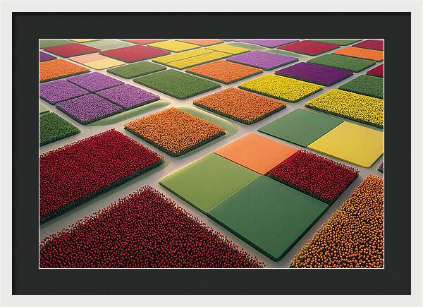 Tulip Fields In Geometric Color Blocks
