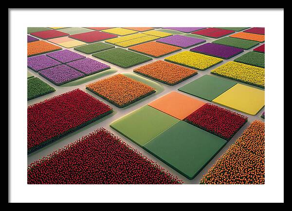 Tulip Fields In Geometric Color Blocks