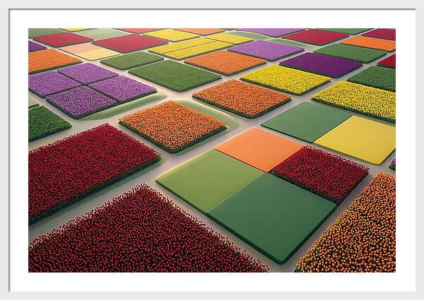 Tulip Fields In Geometric Color Blocks