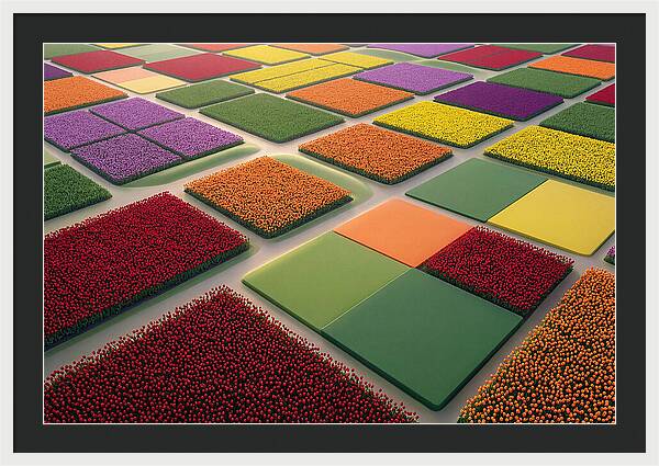 Tulip Fields In Geometric Color Blocks