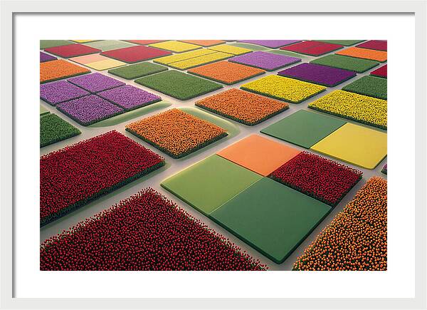 Tulip Fields In Geometric Color Blocks