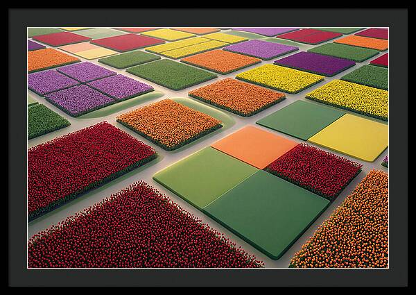 Tulip Fields In Geometric Color Blocks