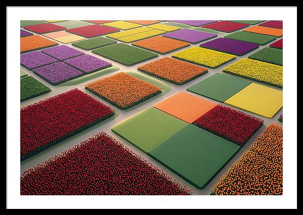 Tulip Fields In Geometric Color Blocks