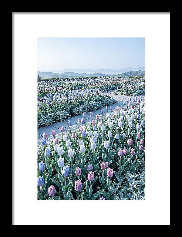 Tulip Garden In Peak Spring Bloom