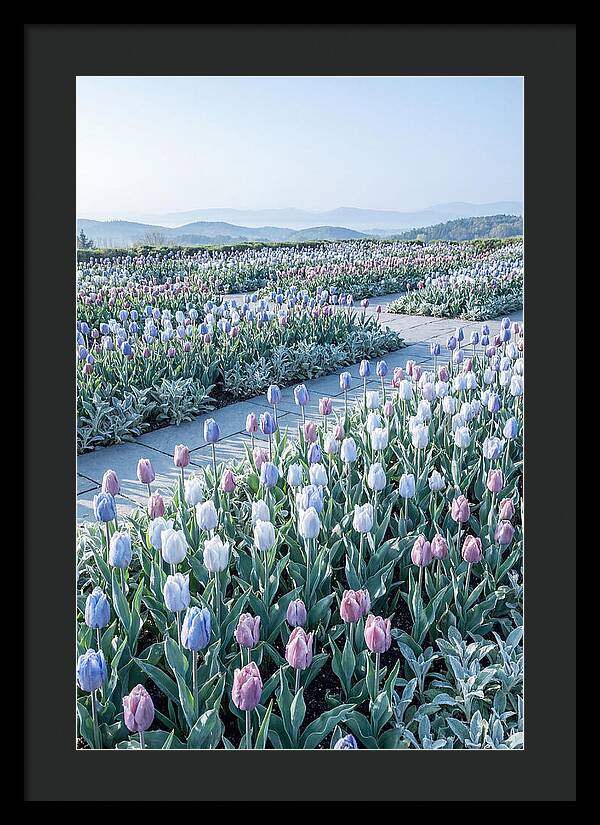 Tulip Garden In Peak Spring Bloom