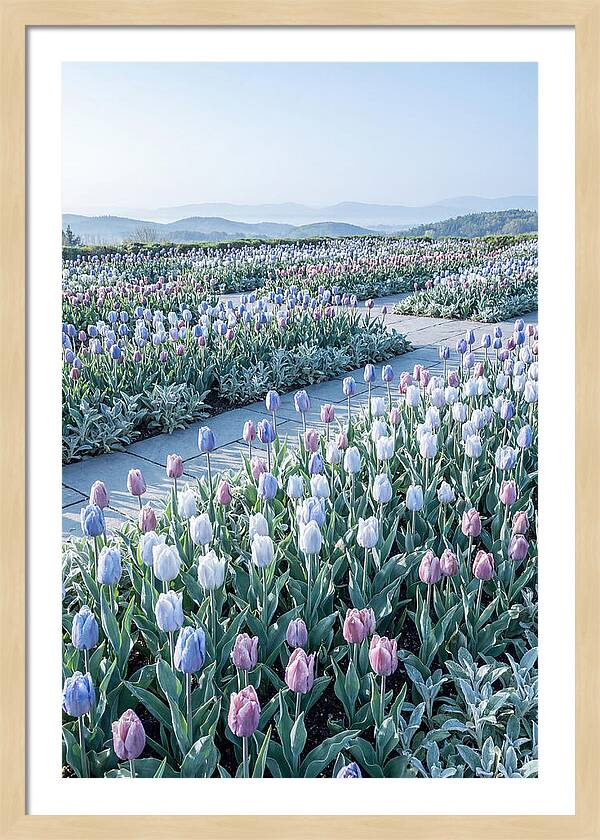 Tulip Garden In Peak Spring Bloom