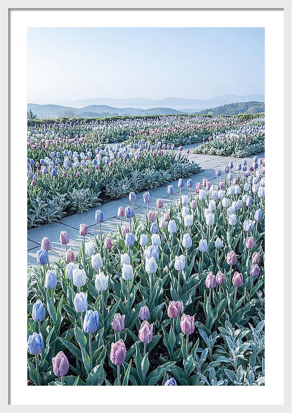 Tulip Garden In Peak Spring Bloom