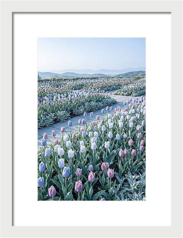 Tulip Garden In Peak Spring Bloom