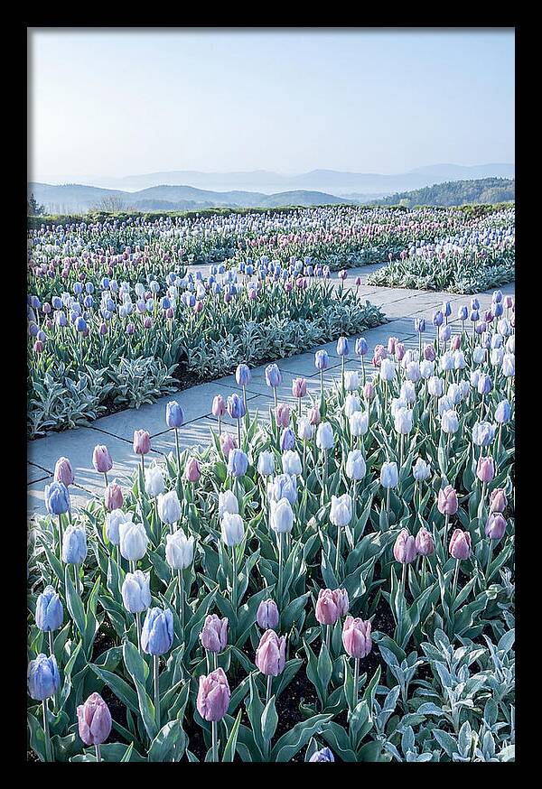 Tulip Garden In Peak Spring Bloom