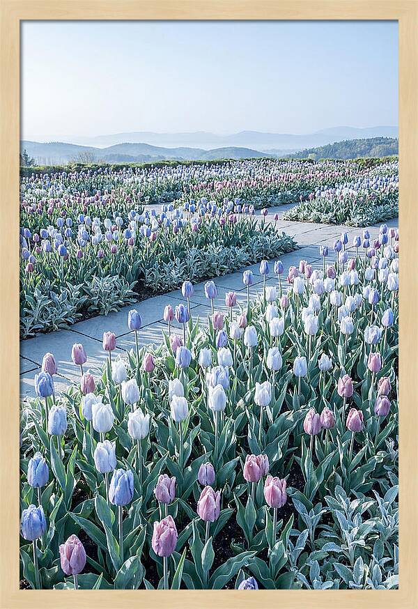 Tulip Garden In Peak Spring Bloom