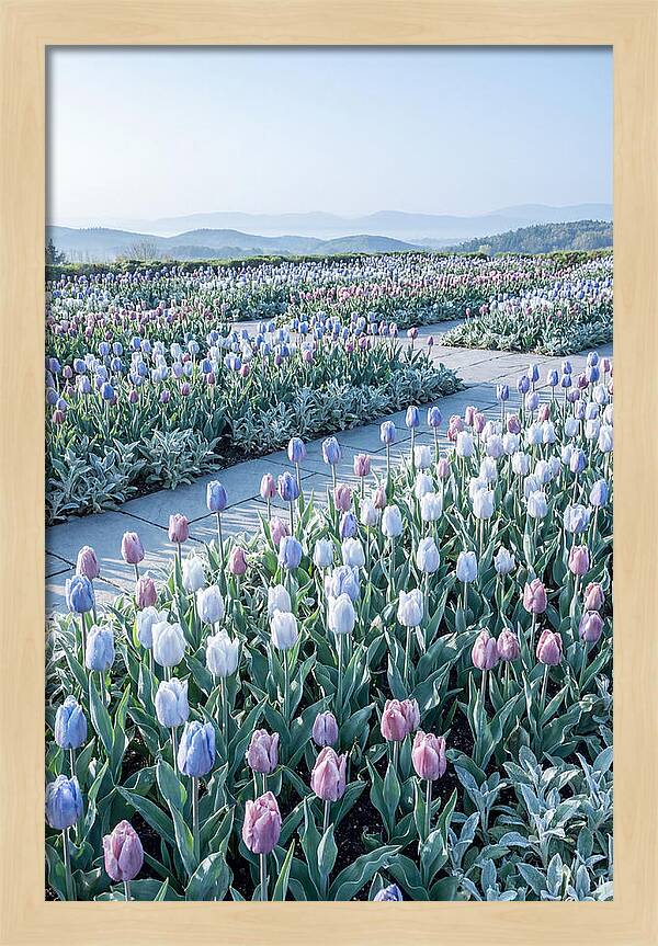 Tulip Garden In Peak Spring Bloom