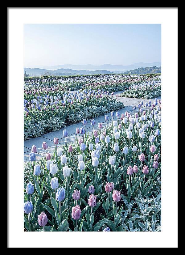 Tulip Garden In Peak Spring Bloom