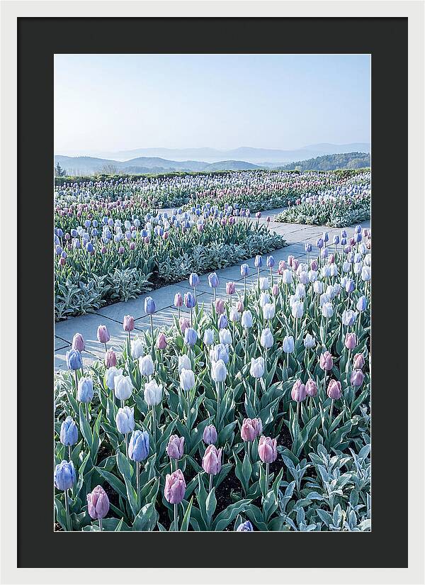 Tulip Garden In Peak Spring Bloom