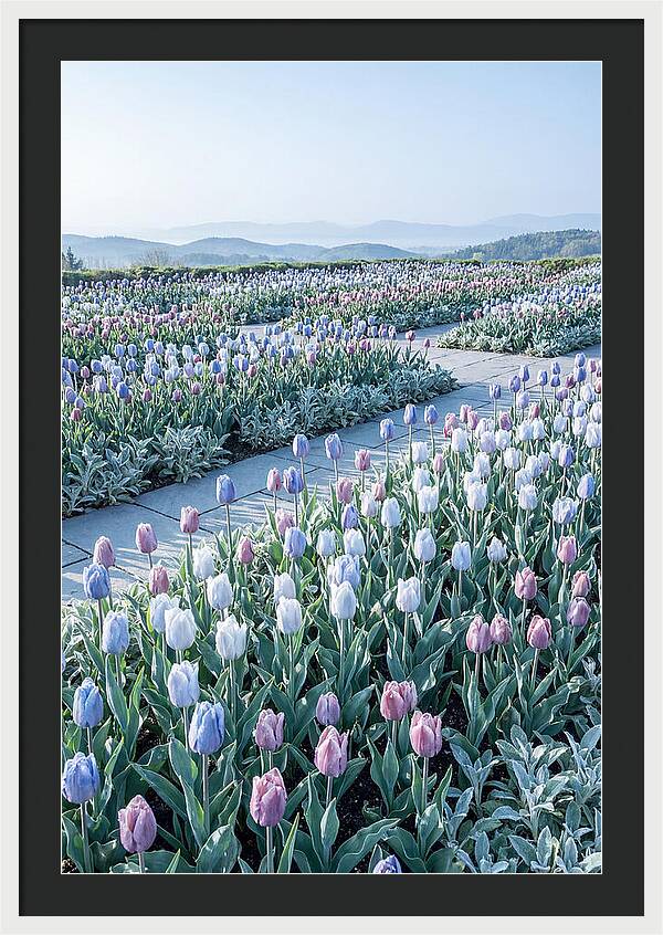 Tulip Garden In Peak Spring Bloom